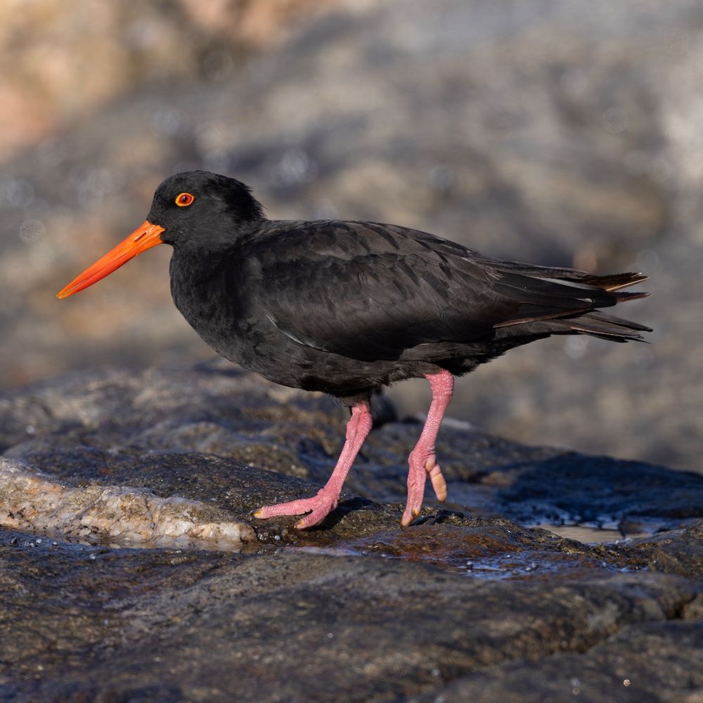 Sooty Oystercatcher 