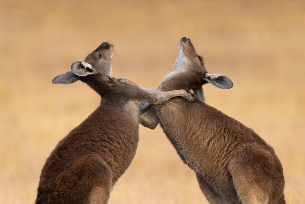 Western Gray Kangaroos wrestling.