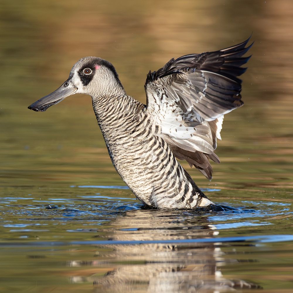 Pink-eared Duck