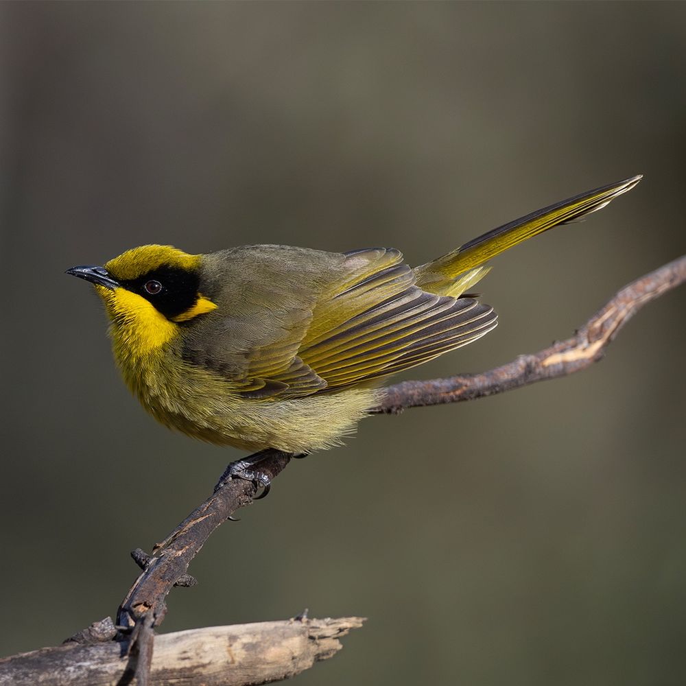 Yellow-tufted Honeyeater (Lichenostomus melanops)