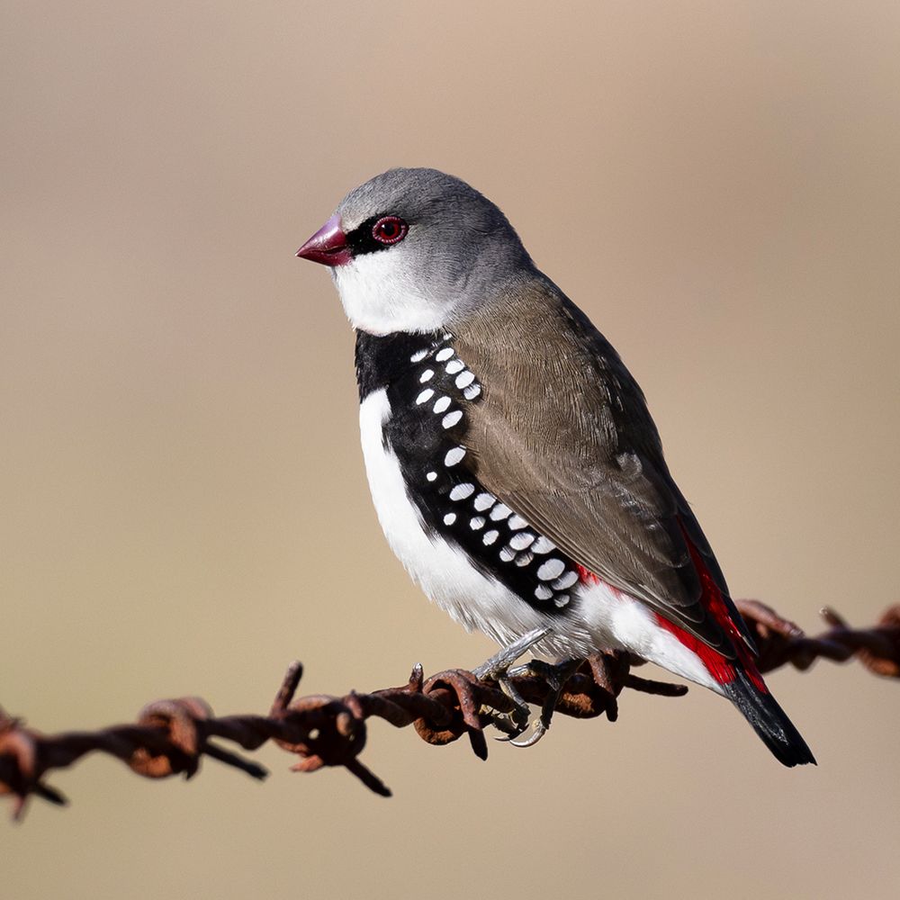 Diamond Firetail (Stagonopleura guttata)