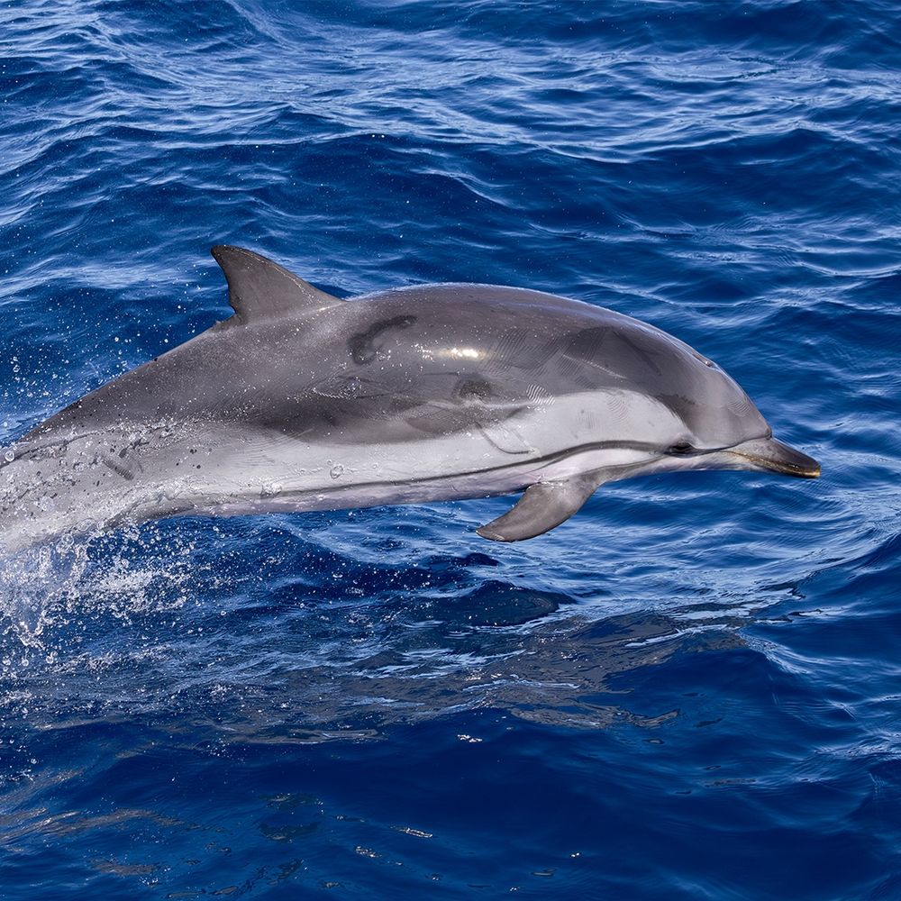 Striped Dolphin 