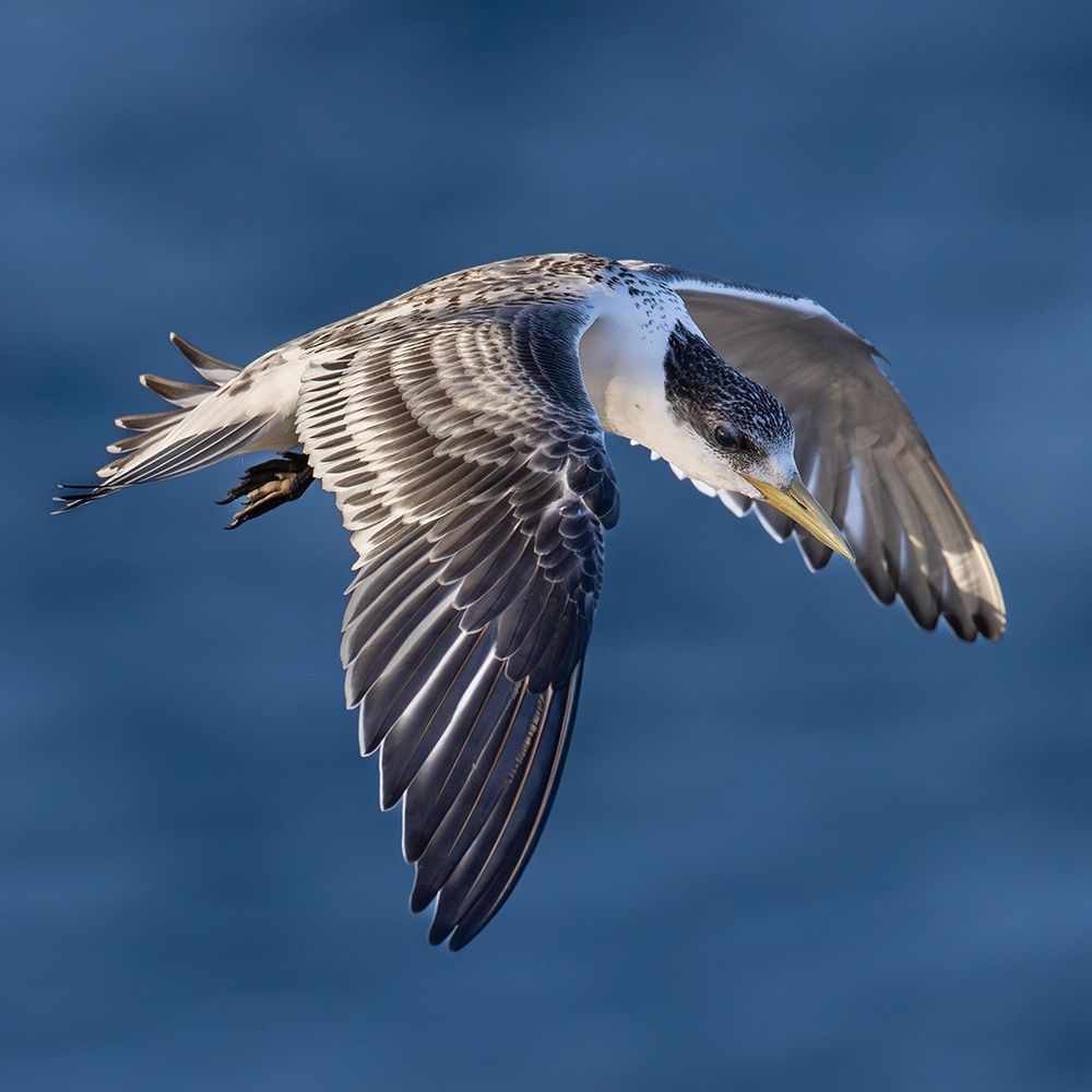 Great Crested Tern