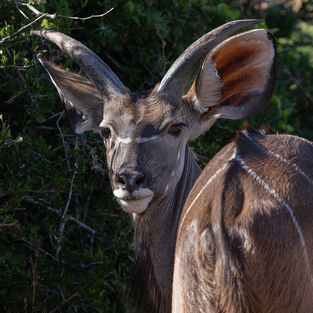 Greater Kudu