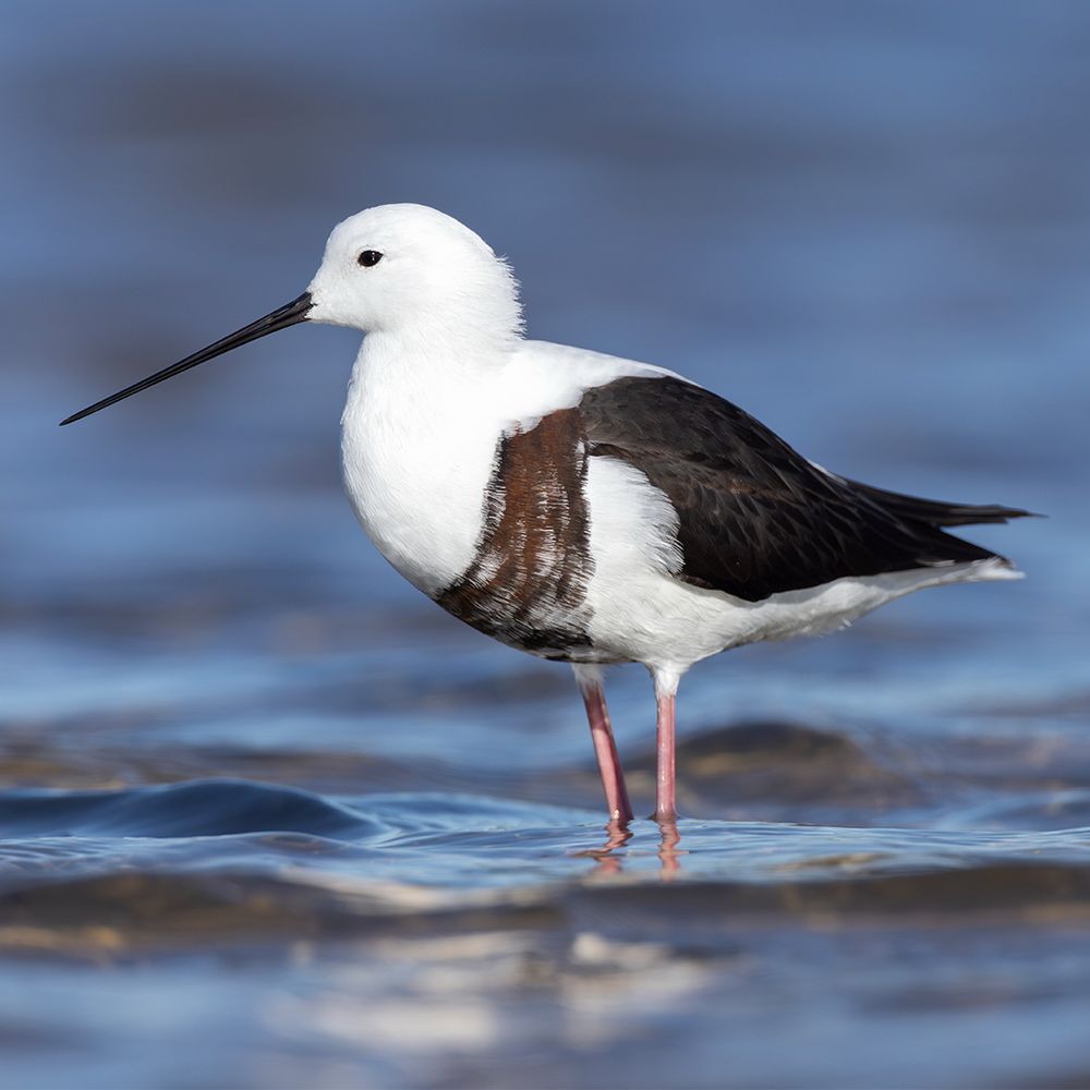 Banded Stilt