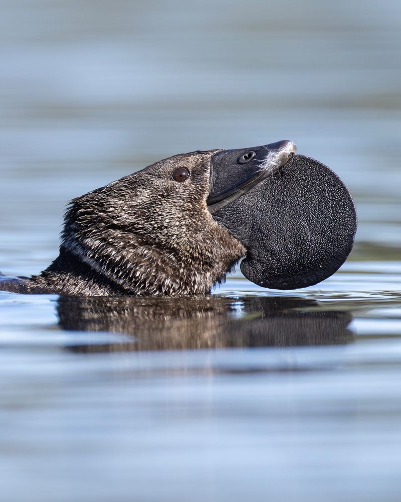 Musk Duck, close-up of head while displaying.