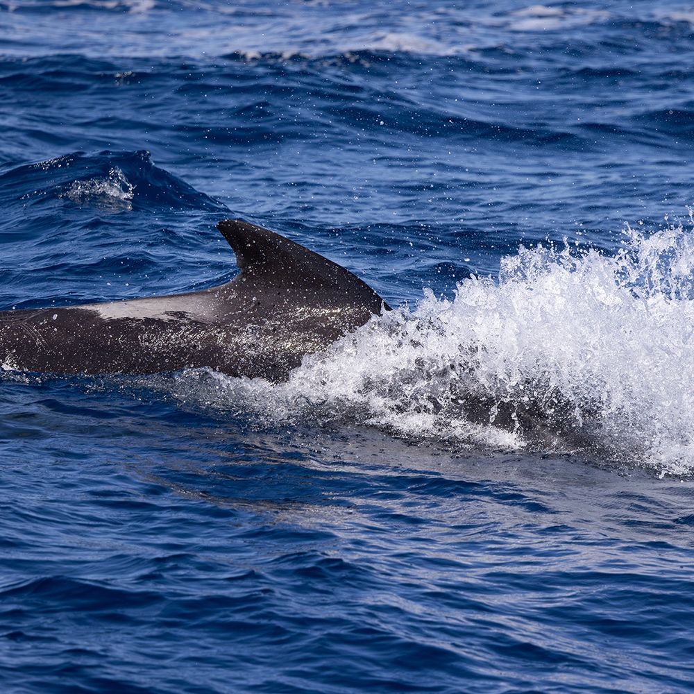 Long-finned Pilot Whale