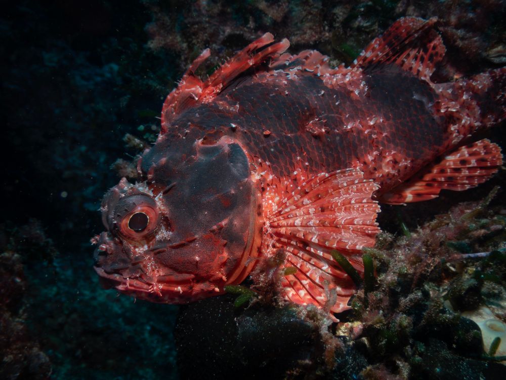 Western Red Scorpionfish (Scorpaena sumptuosa)