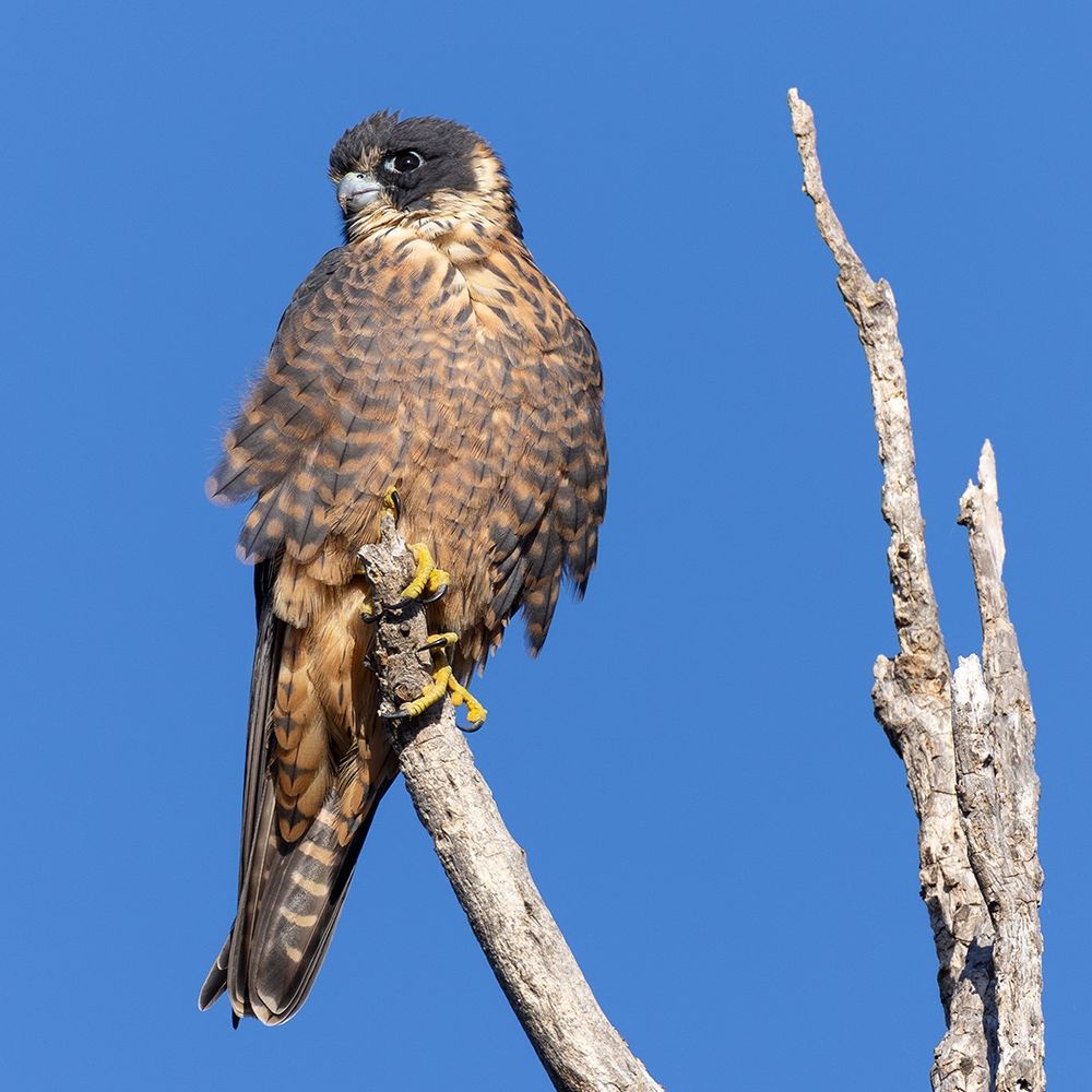 Australian Hobby