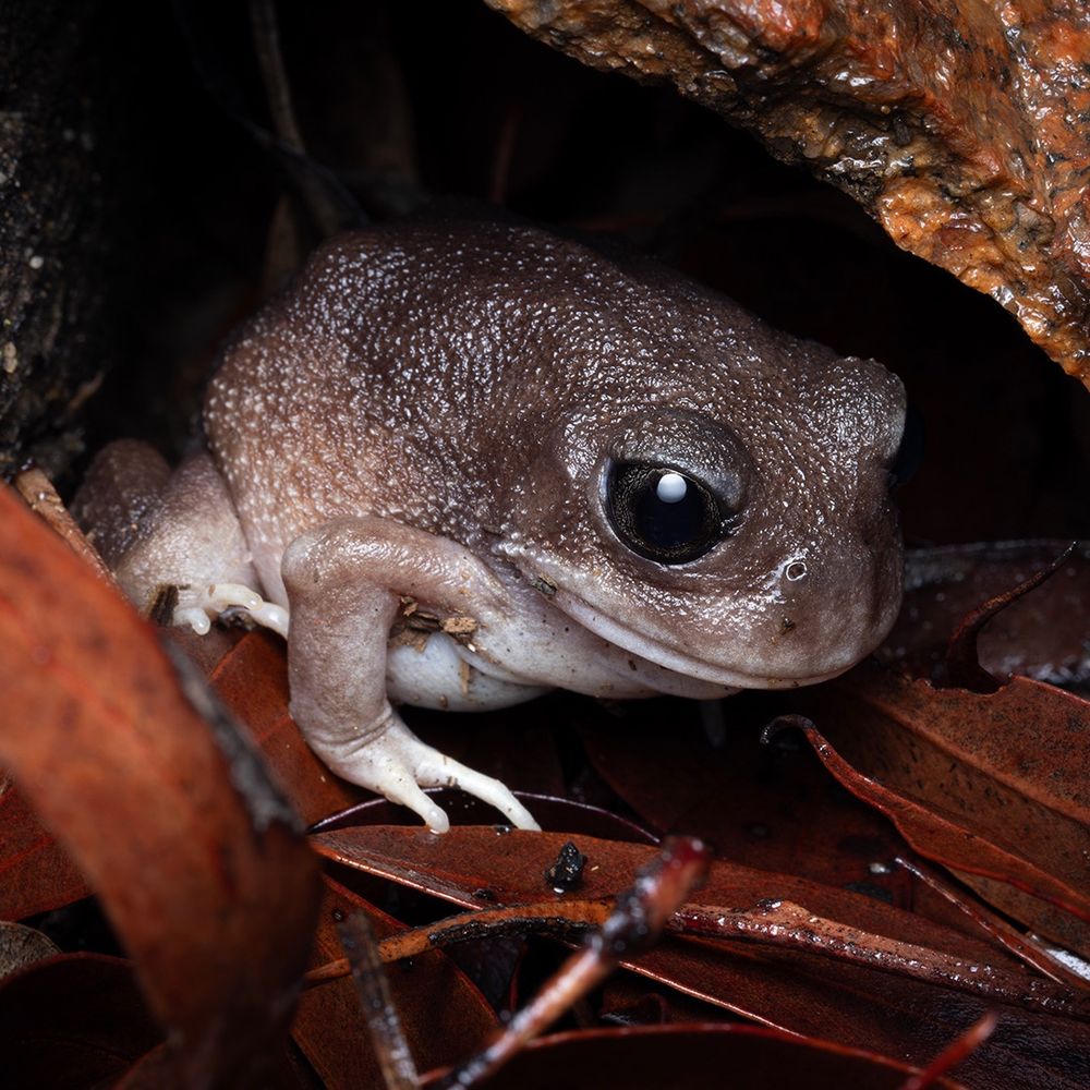 Whooping Frog