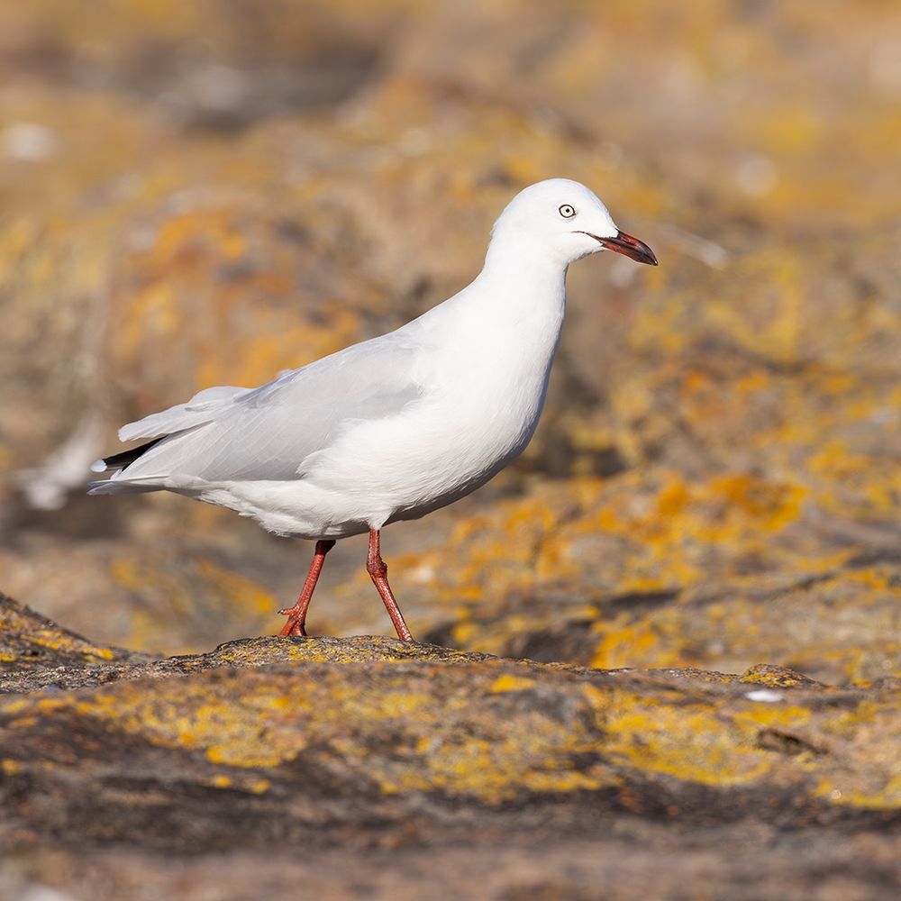 Silver Gull