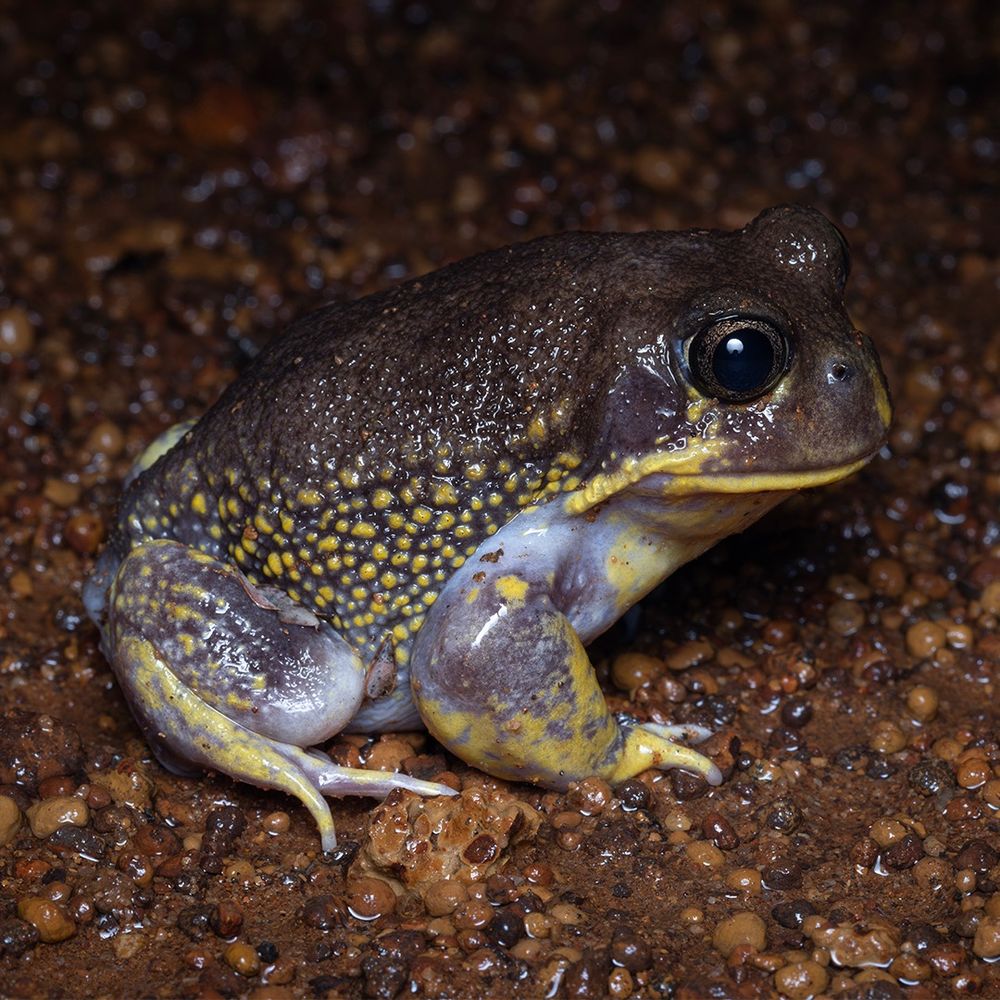 Hooting Frog