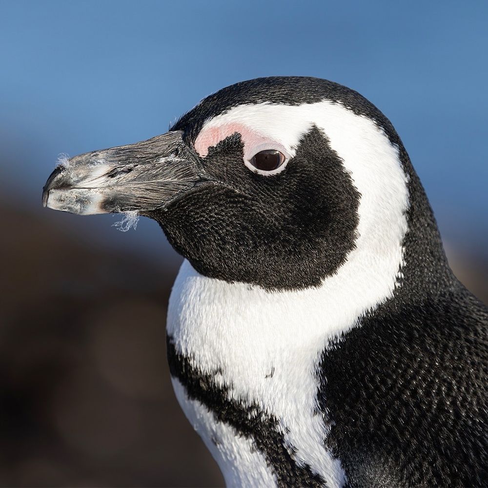 African Penguin 