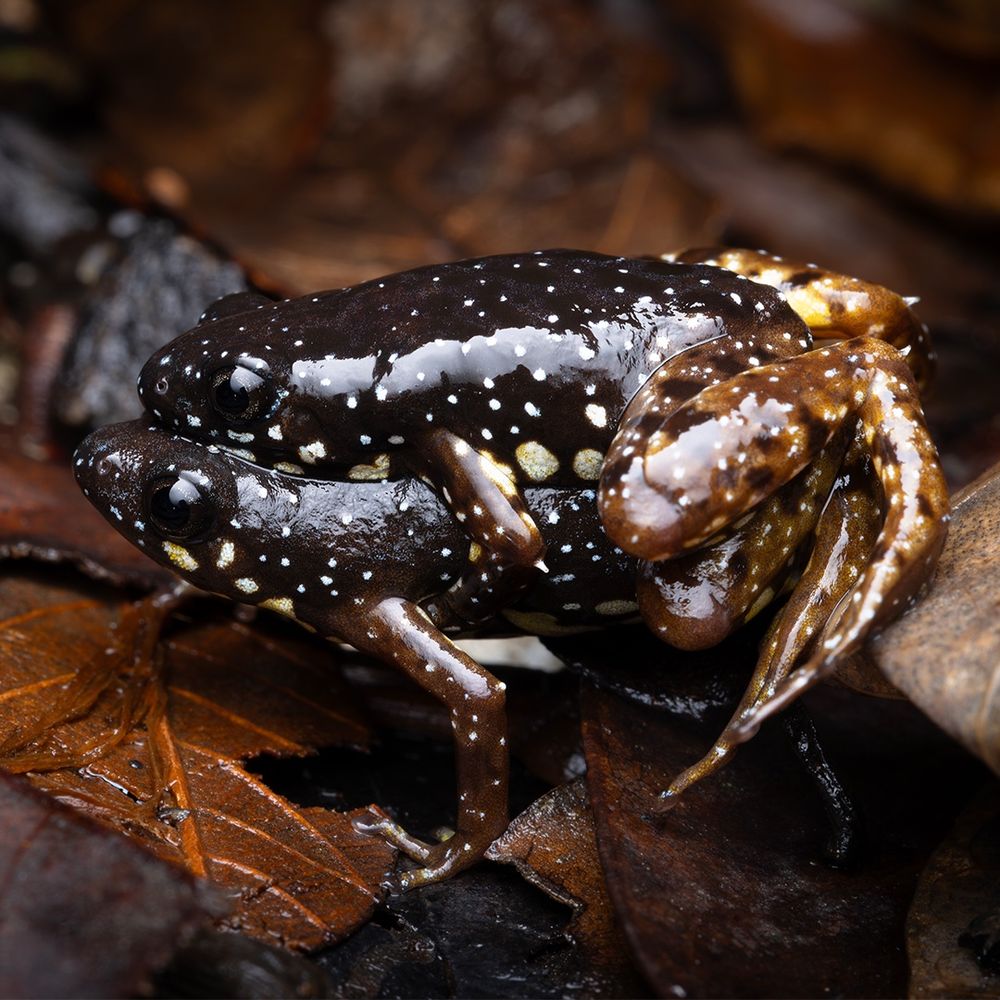 Yellow-spotted Narrow-mouthed Frog (Chaperina fusca)
