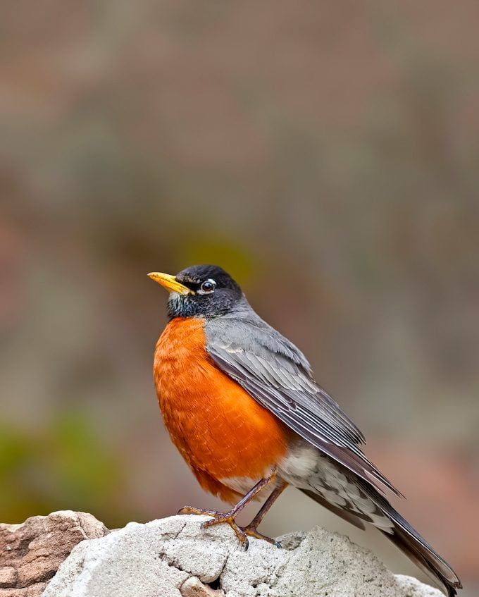 American Robin, rusty red breasted thrush