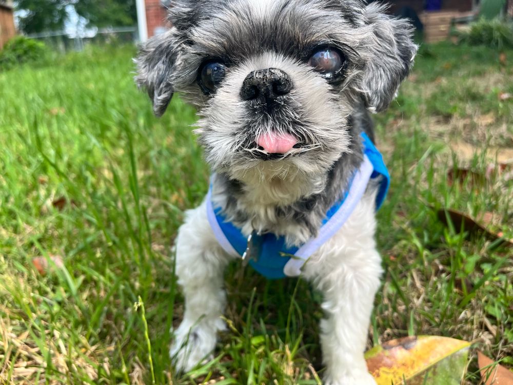 An old shih tzu peers at the camera through  cloudy eyes. Despite his age, he stands up straight and chipper in the grass on a summer day. His gray and white fur is cut short and his pink tongue sticks out of his toothless mouth. He also sports a stylish blue tanktop. 