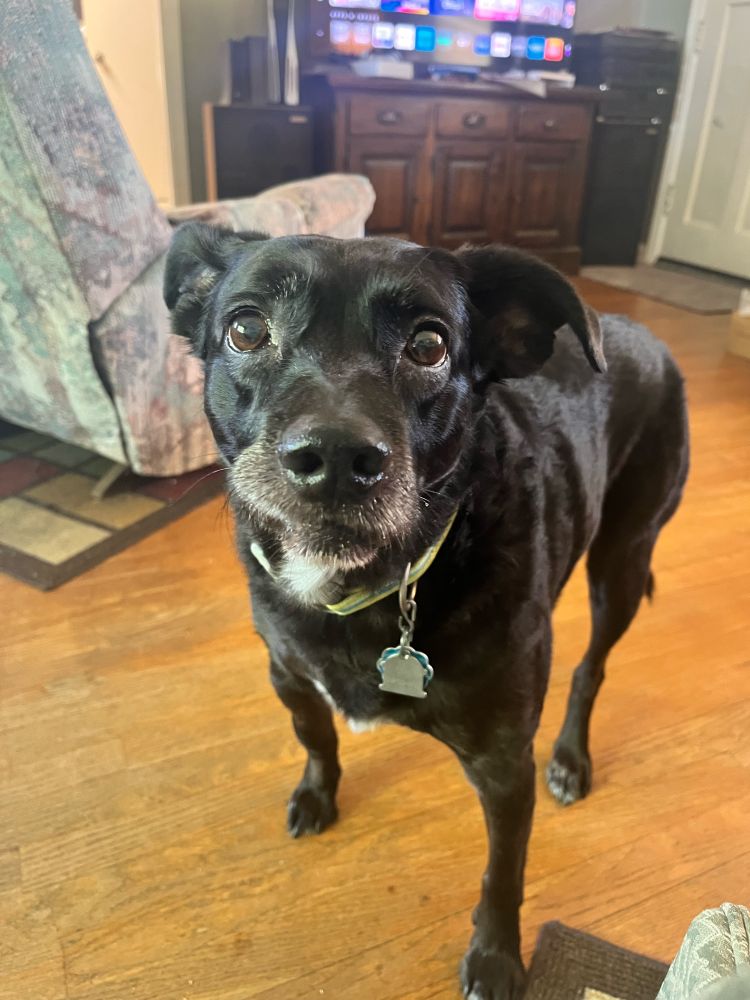 A medium-sized black dog stares at the camera expectantly, perhaps waiting for food. The gray around his muzzle and eyes shows his age, but that doesn’t stop him from begging. One of his lips is caught on his teeth, making him look slightly displeased. 
