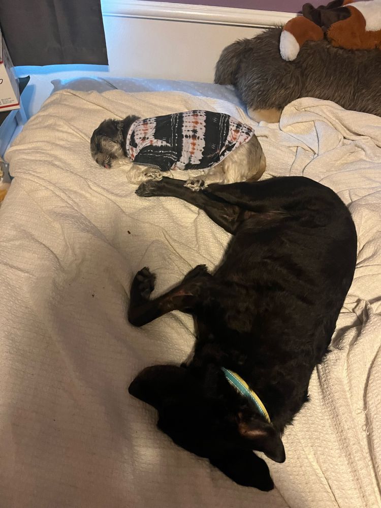The previous two dogs sleep  soundly, sprawled out on a bed with a white blanket. This time, the little dog wears a blue, orange, and white tie die shirt. The dogs are close enough to show that they like each other, their butts touching ever so slightly, but they clearly don’t like each other TOO much. 