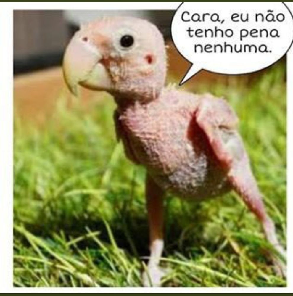 Comment image