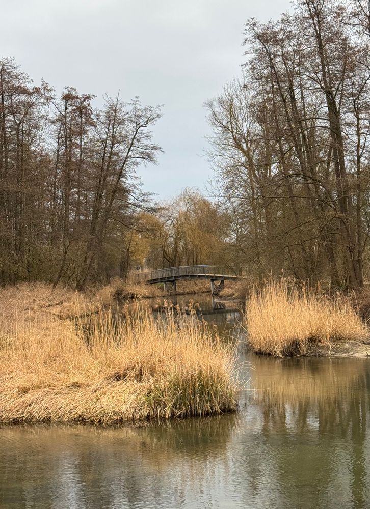 Holzbruecke zwischen Schilf und Fluss