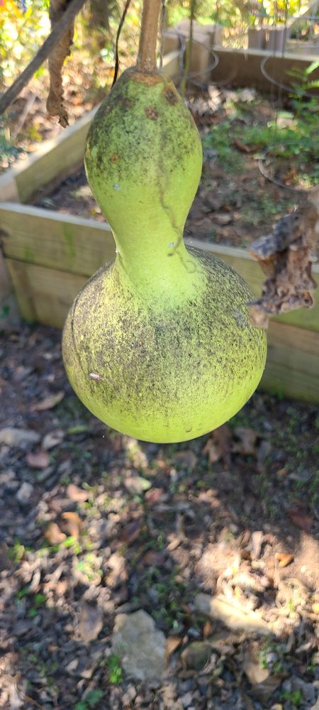 a birdhouse gourd hanging from the vine. aphid shit stains its bright green skin 