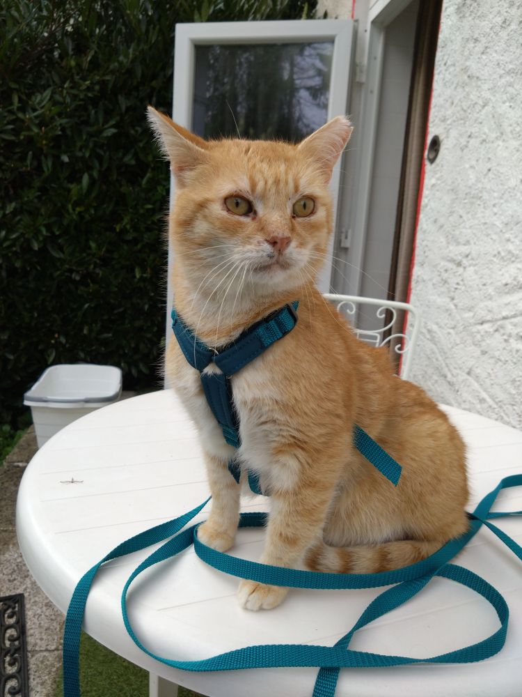 Castiel is a light red cat with yellow eyes and a darker rosy nose. He is missing the tip of his left ear, his skin besides his nose on his right side is darkish pigmented and showing through the whitish fur. A bit higher up he has a small cyst. He is wearing a cat safety harness with a long leash that is all around him in a bright petrol colour. He is sitting on a white garden table in front of an open door. He is looking to the right side of the photo and has his right ear tilted to the left side of the picture listening to what's happening there. His whole body language is saying that he is in control of the situation and making sure everything goes well. He has the look of an older cat who has seen it all and isn't phased by anything.