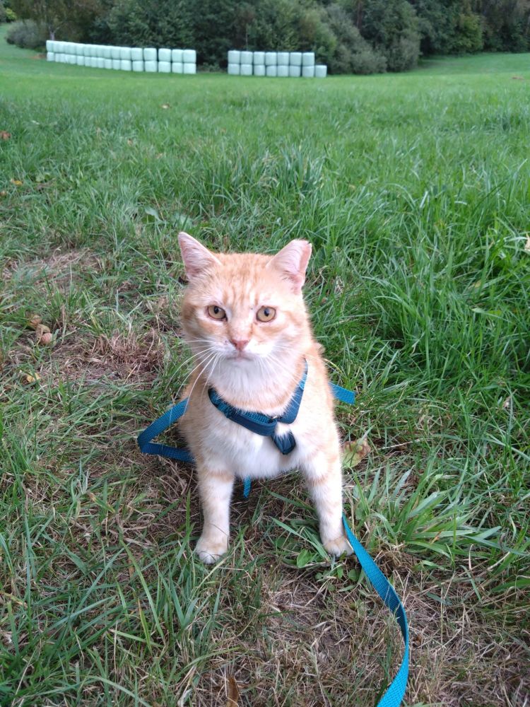Ein helloranger Kater sitzt auf einer großen abschüssigen Wiese mit hohem Gras und schaut aufmerksam in die Kamera. Im Hintergrund eingepackte runde Heuballen die immer 2 aufeinander in einer Reihe an einem Wäldchen entlang gestapelt sind. Der Kater hat gelbliche Augen und trägt ein petrolfarbenes Geschirr das auf seiner Brust ein Y bildet.  Eine passende Leine führt rechts unten aus dem Bild. Dem Kater fehlt seine linke Ohrspitze 