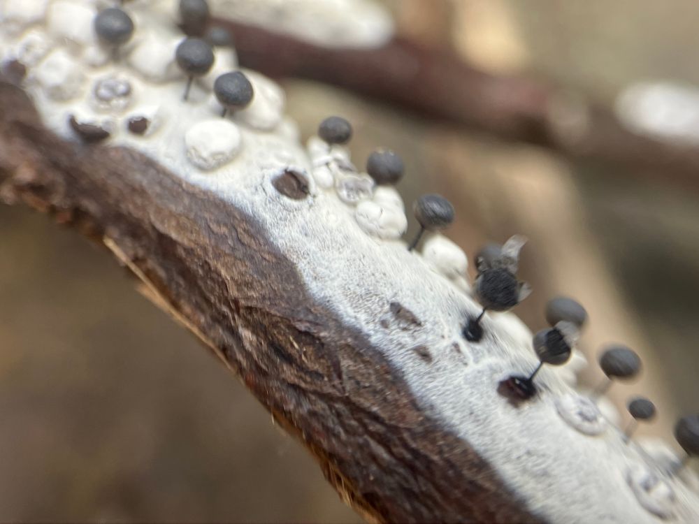 Close up of a twig with a white surface and white blobs intermixed with stalked black blobs