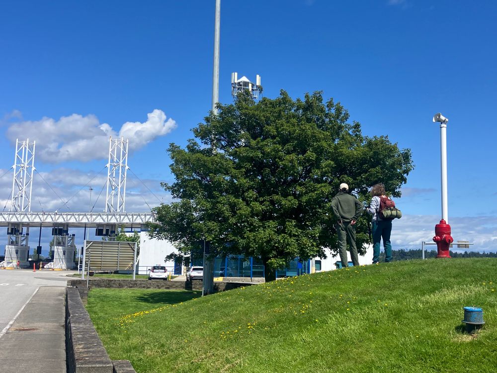 Single green tree on a green lawn in the middle of the ferry terminal parking area. Blue sky with white clouds 