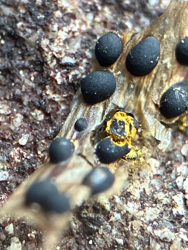 Close up of black slime mould on dry grass. One is crushed showing yellow spores 
