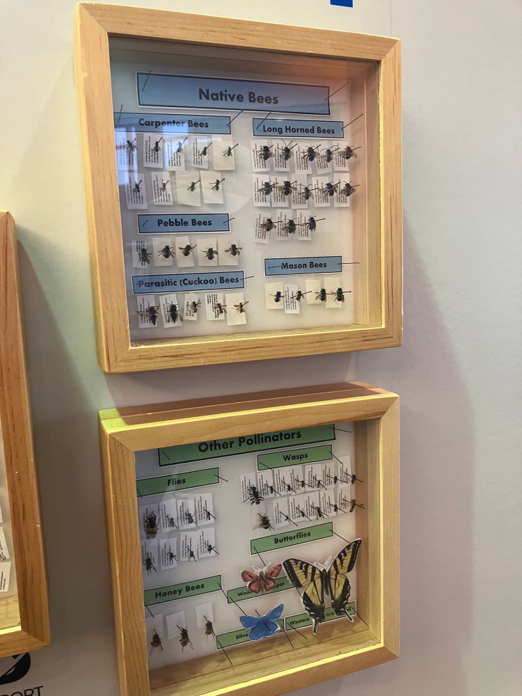 Two display cases if pinned insects