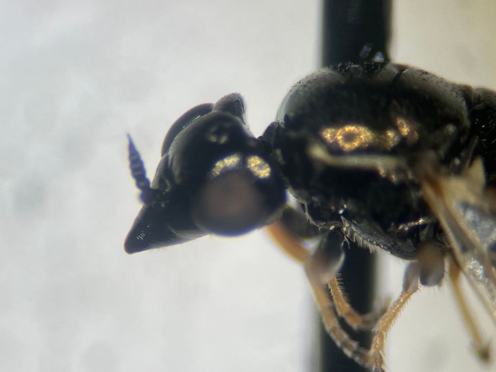 Fly with a pointy face