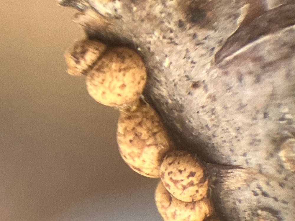 Tiny yellow and brown shapes on a branch