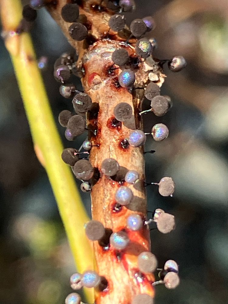 Close up of slime mould on a brown stick 