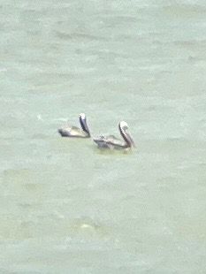 A fuzzy picture of two brown pelicans on brown water