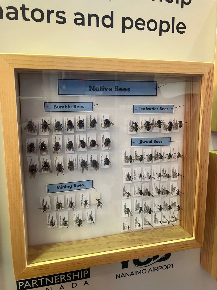 Closeup of pinned pollinators 