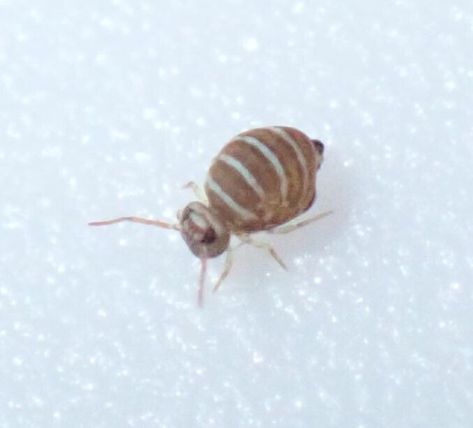 A tan and white striped globular springtail on a white background 