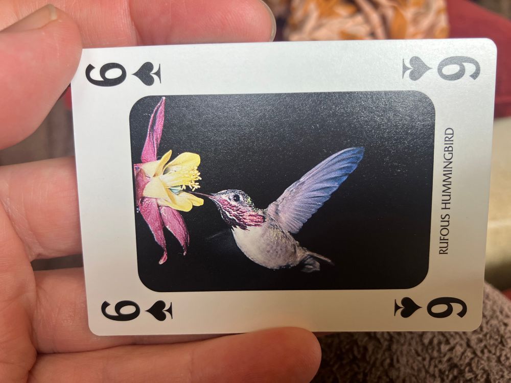 A 6 of clubs held in a hand showing a photograph of a Calliope Hummingbird feeding at a flower. The card is labelled Rufous Hummingbird.