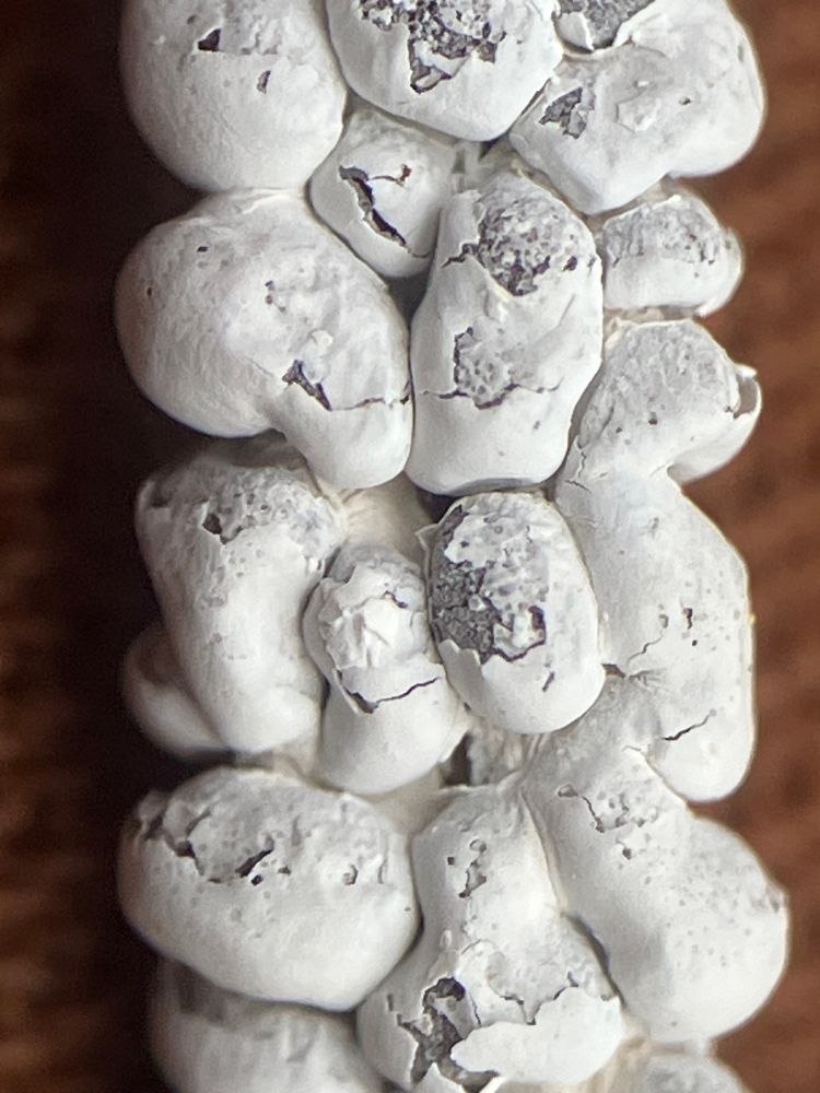 Close up of multiple white masses with cracked surface
