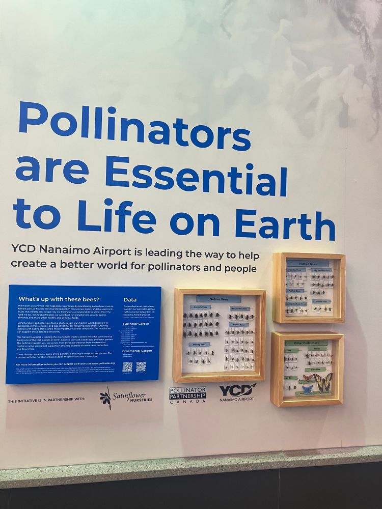 “Pollinators are Essential to Life on Earh” written in blue above some information and three boxes of pinned insects