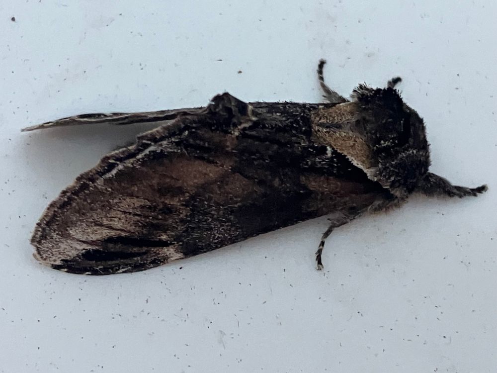A very dark broth moth sitting with wing closed