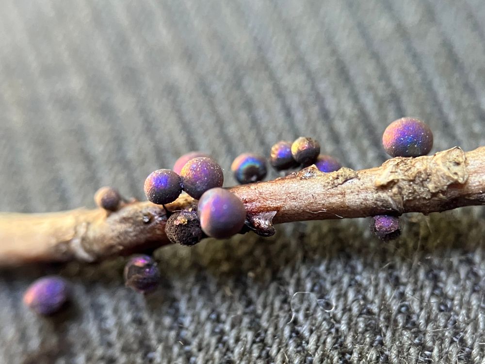 Closeup of iridescent purple balls on a brown stick 
