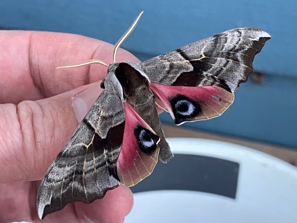 A larger brown moth with pink hind wings which have blue spots. Sitting on someone’s thumb 