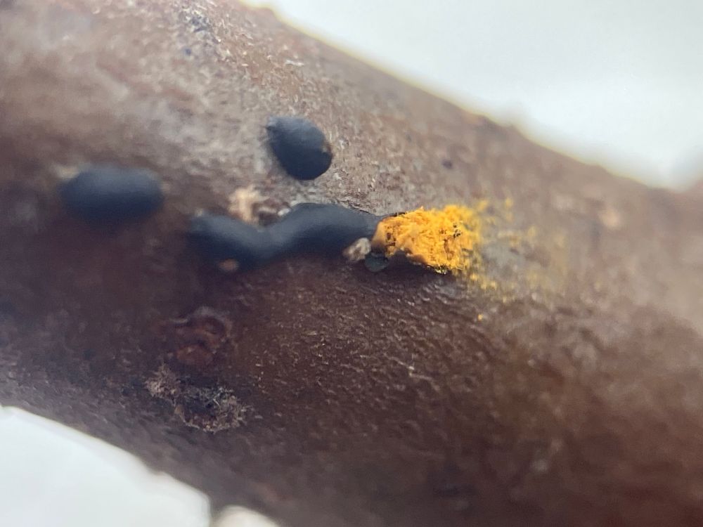 Close up of a black blob with bright yellow spores spilling out from one end