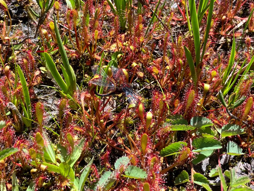 A field of red and light green sundew with a dragonfly stuck to multiple plants