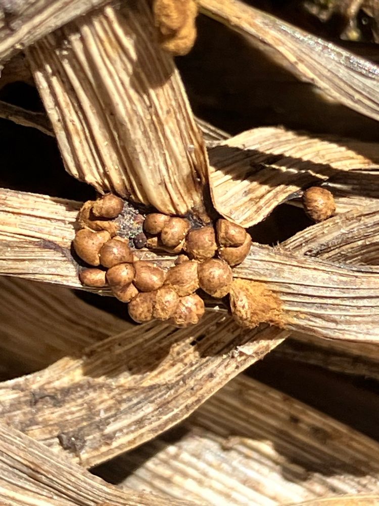 Closeup of a brown slime mould on dry grass 