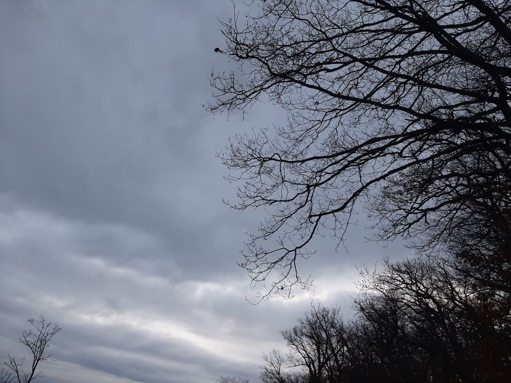 Blick in den grauen Himmel, ein paar hellere Strukturen sind in der Wolkendecke erkennbar, vorwiegend im rechten Bildrand befinden sich Baumkronen und einzelne Äste.
