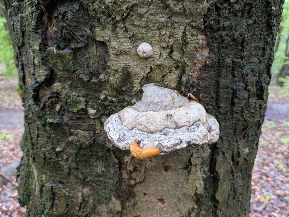 Ein Pilz auf einem Baumstamm, eine Schnecke kriecht über den Rand des Pilzes.