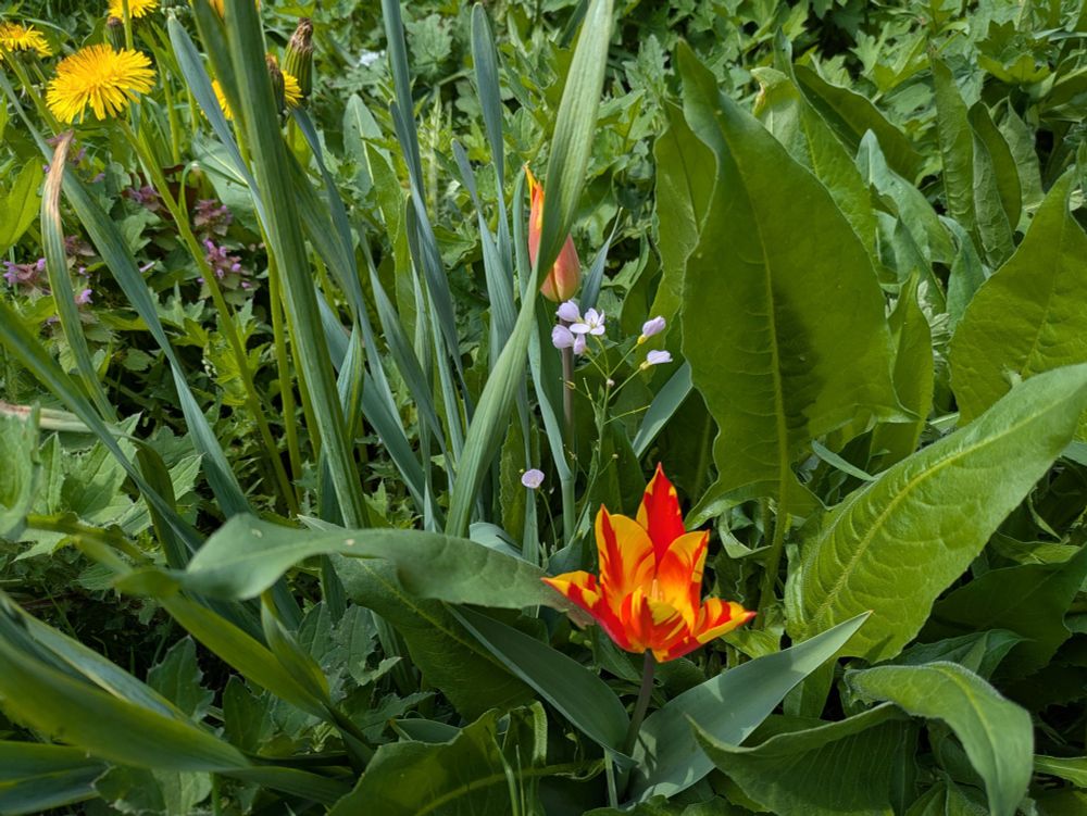 Rot-gelbe offene Blüte (etwas weiter hinten noch eine geschlossene), hellblütiges Gewächs und Löwenzahnblüten zwischen grünen Gräsern, Blättern und Halmen.