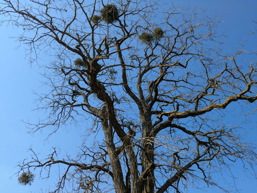 Ins Geäst eines Baumes mit runden Gebilden in den Ästen hinein photographiert, blauer Himmel.